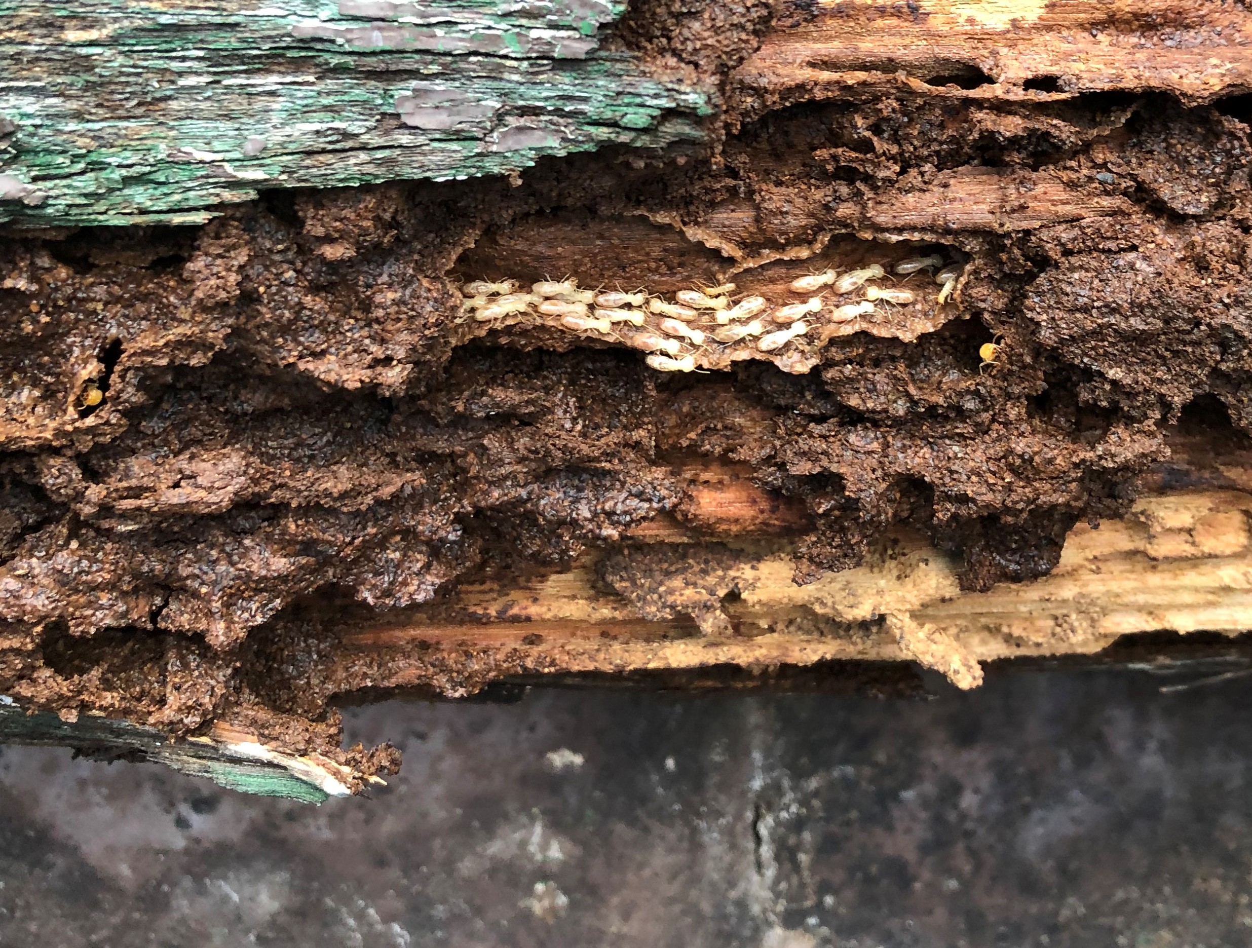 How to Get Rid of Termites Once and for All