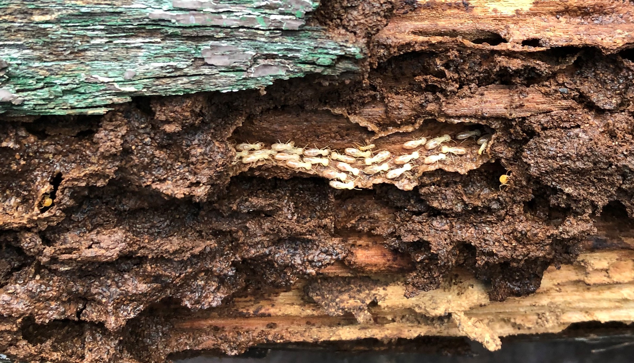 Termite Inspections Sydney