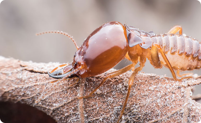 ant pest control in Sydney