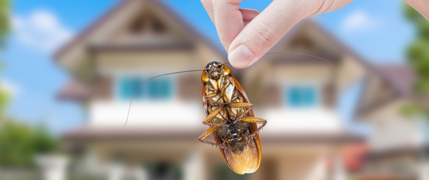 cockroach pest control services Sydney
