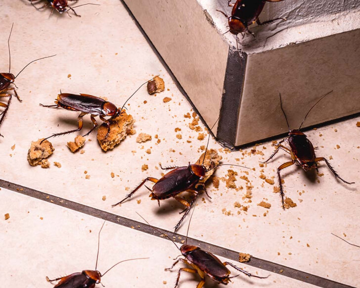 pest control sydney and cockroach control