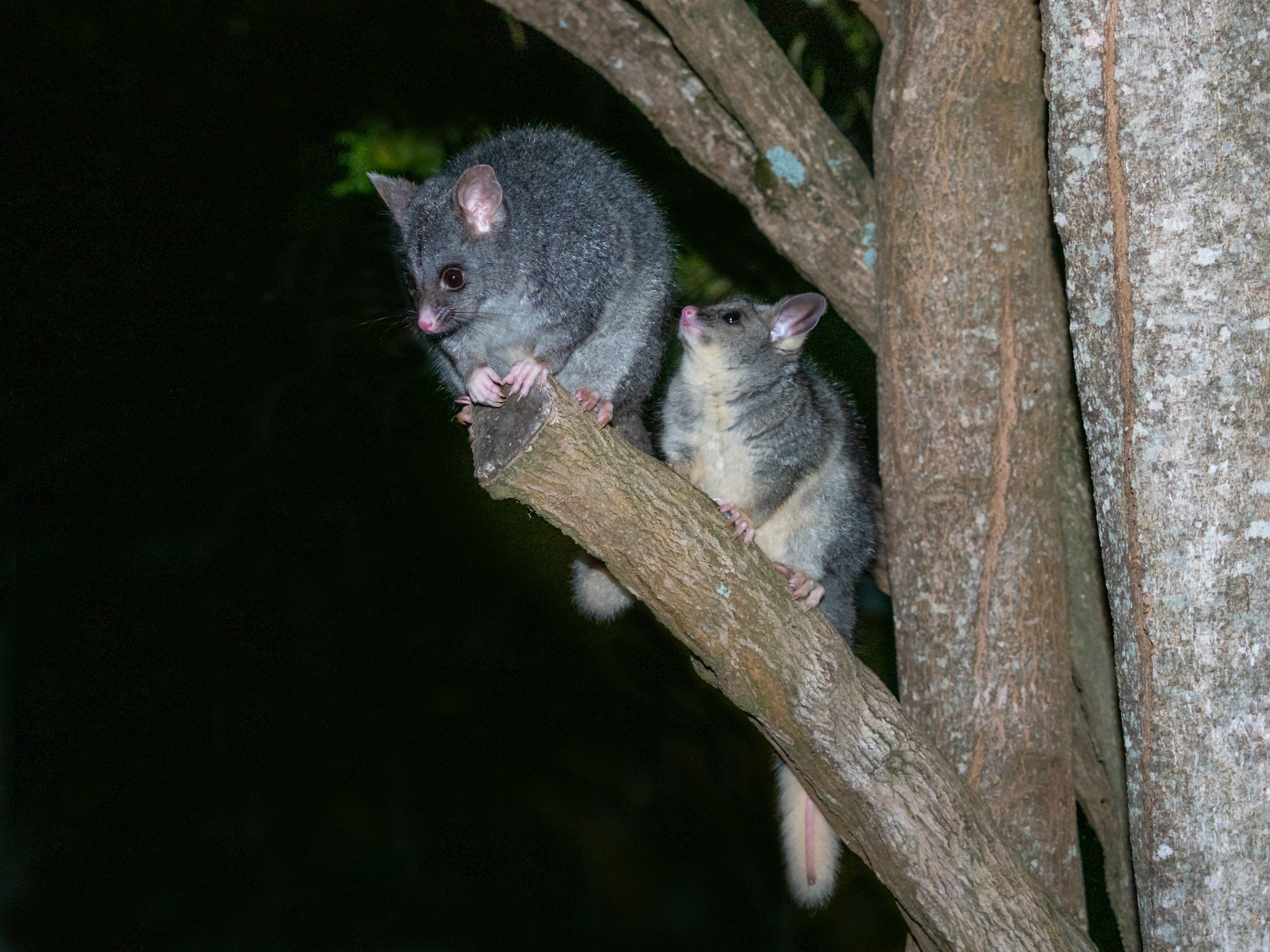 Common Brushtail Possum with its Young