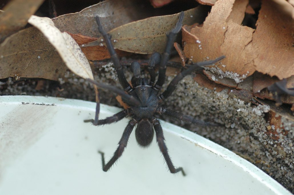 funnel web spider australia