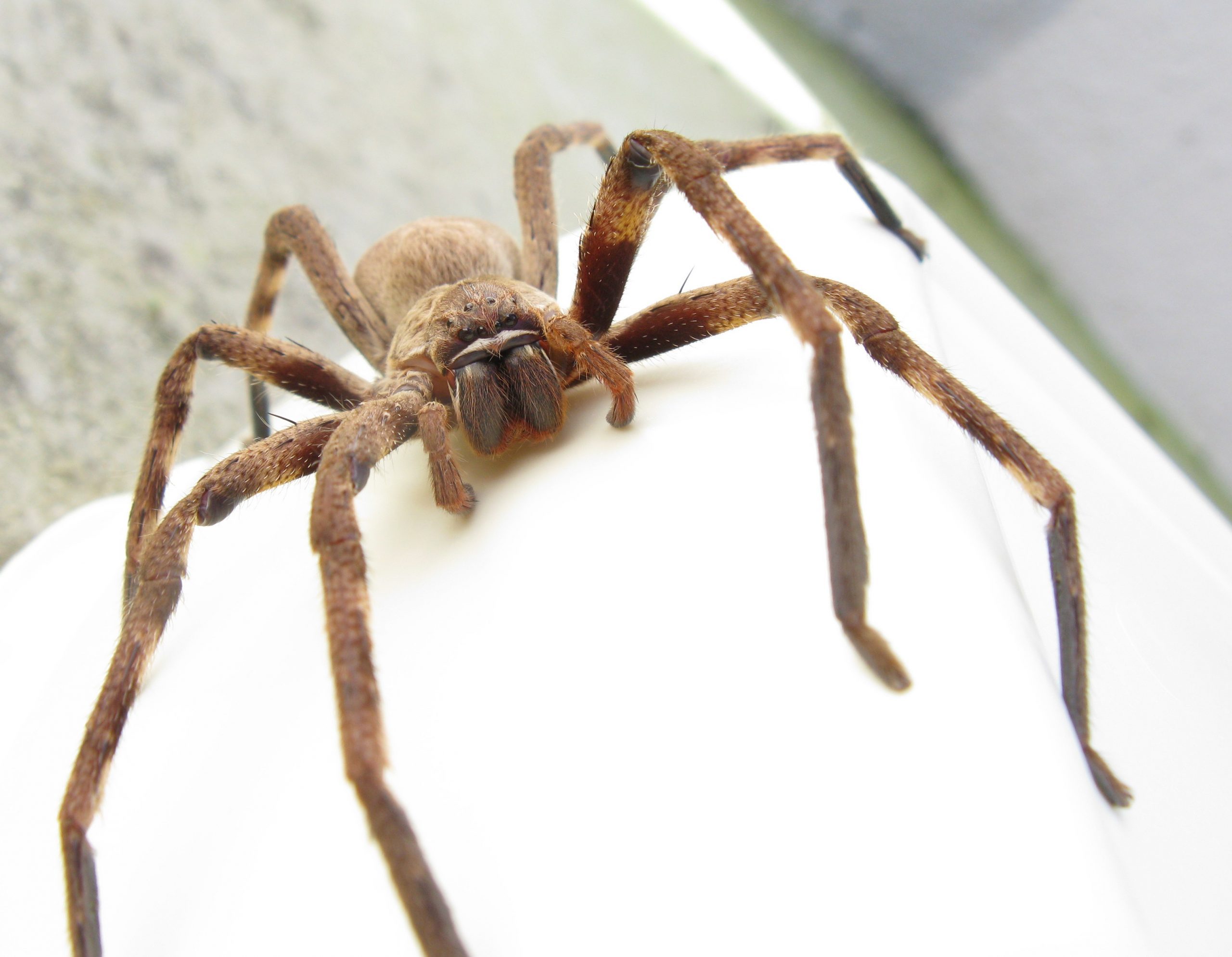 huntsman spider infestation in sydney