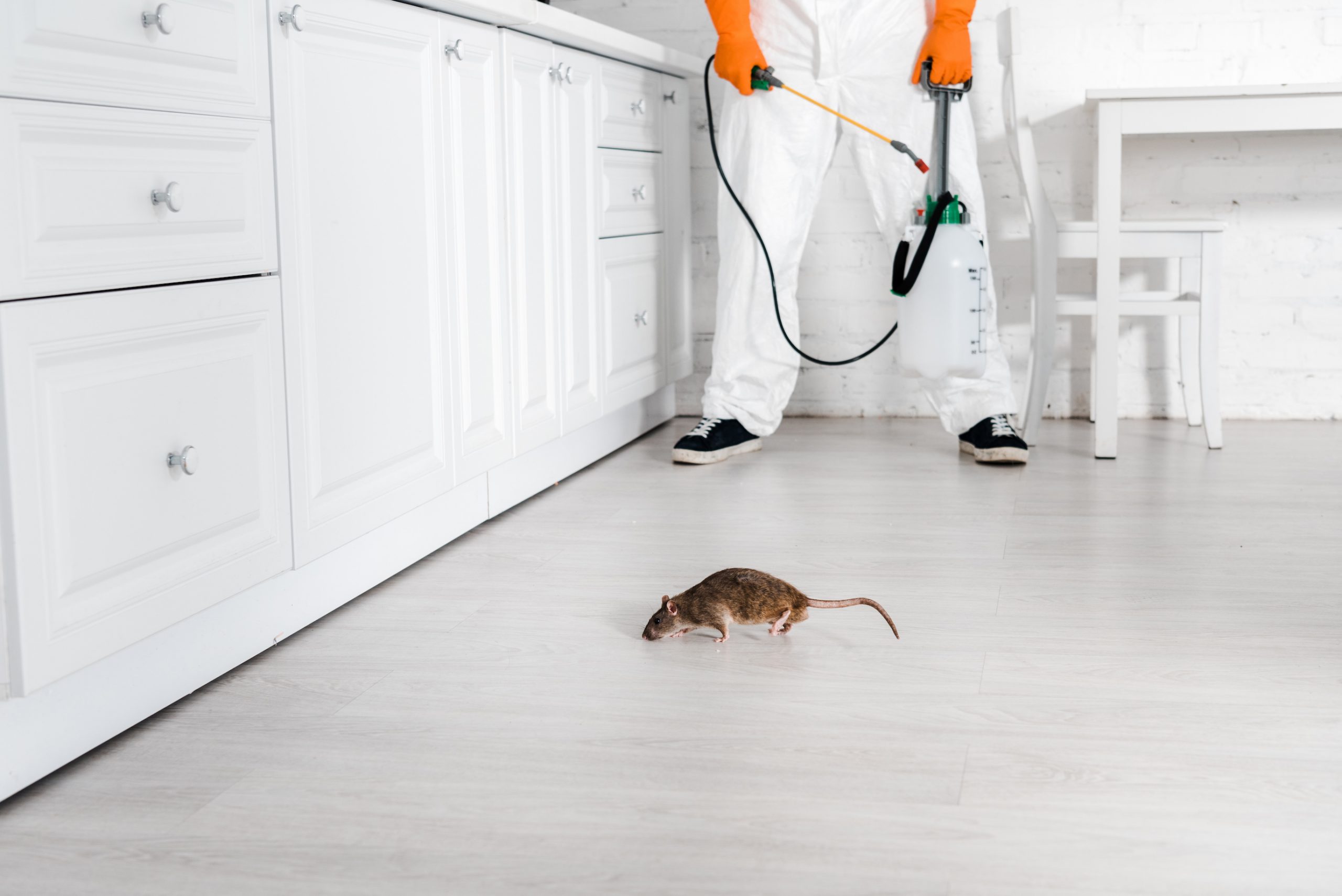 How to Get Rid of Mice and Other Rodents