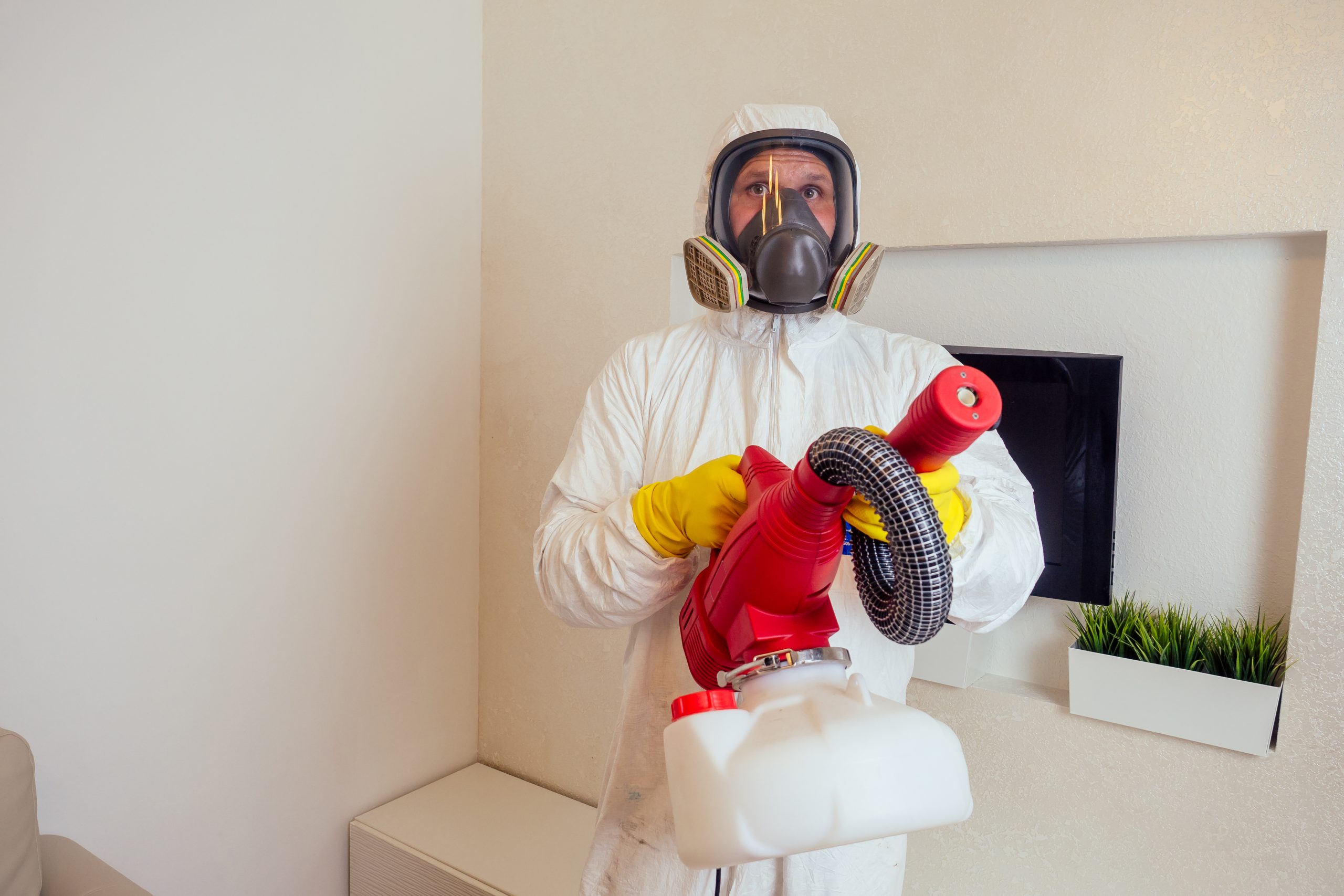 What Are The Benefits Of Pest Inspections?