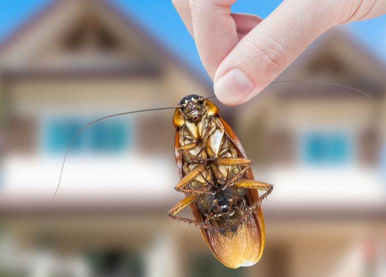 cockroach pest control services Sydney