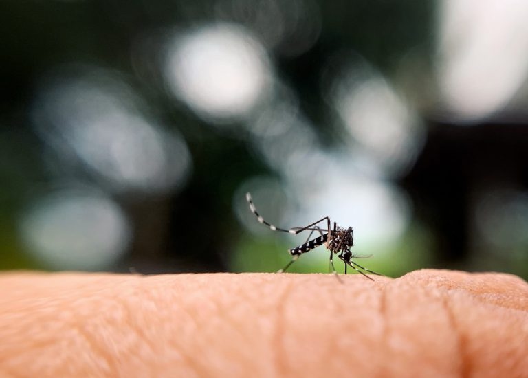 mosquito pest control sydney