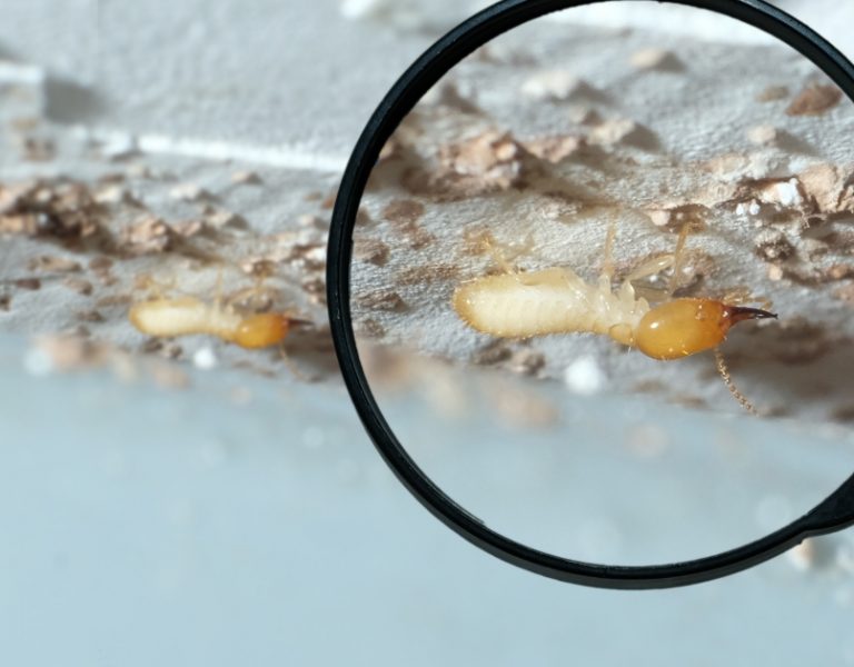 termite inspection for homes and businesses in sydney