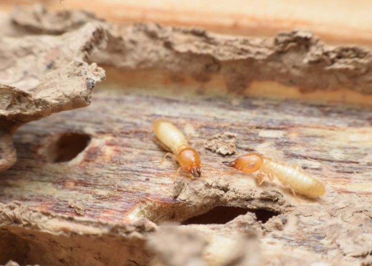 termite control and pest control services in western sydney