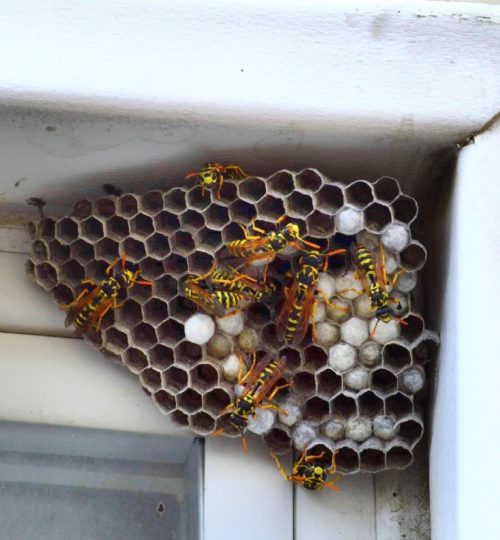 wasp pest control in sydney